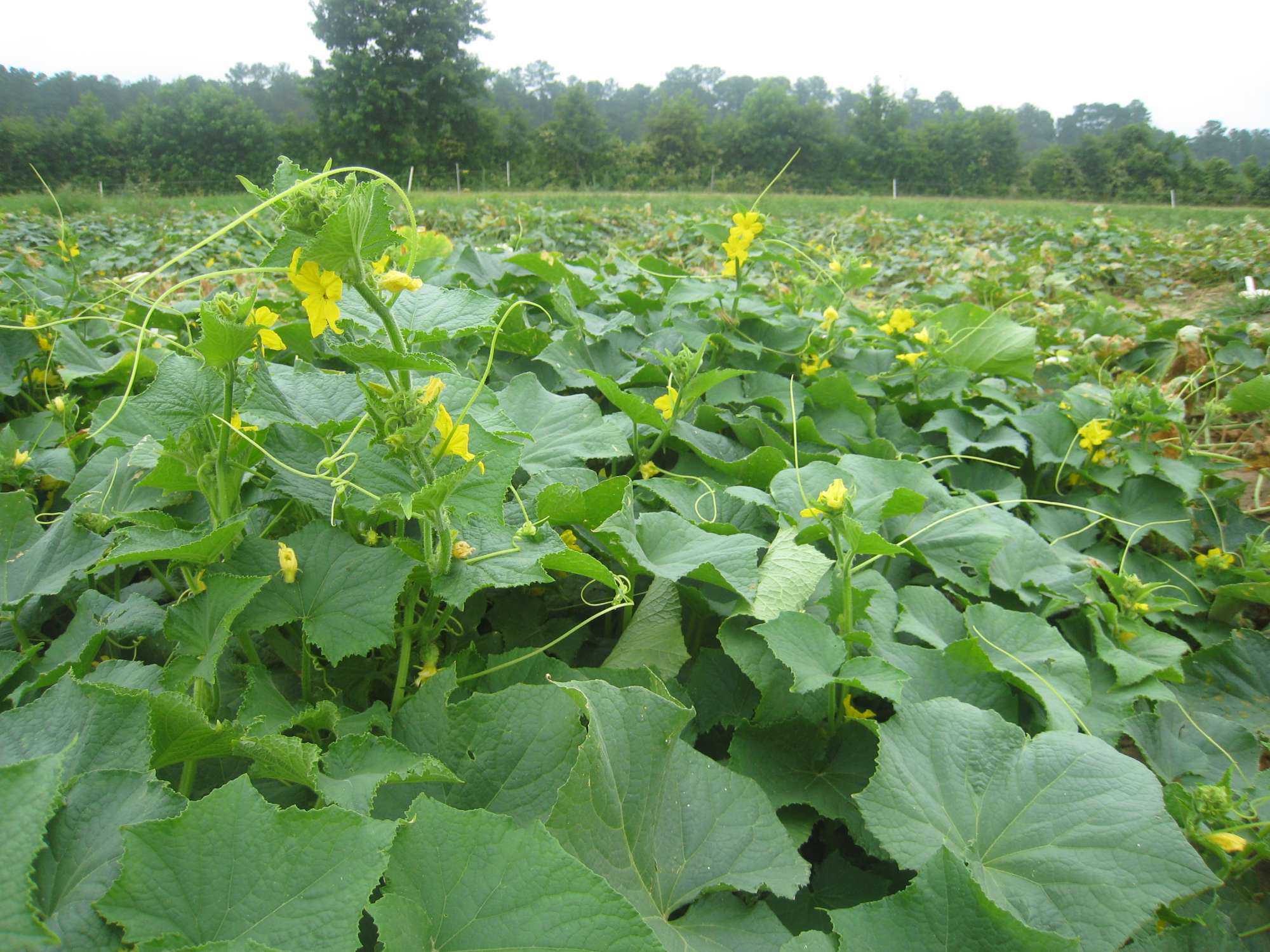 Downy Mildew Makes Early Appearance In Michigan Cucumbers
