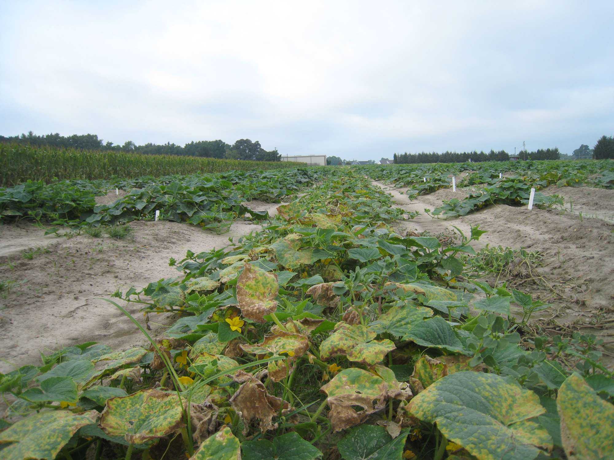 Curbing Cucumber Disease
