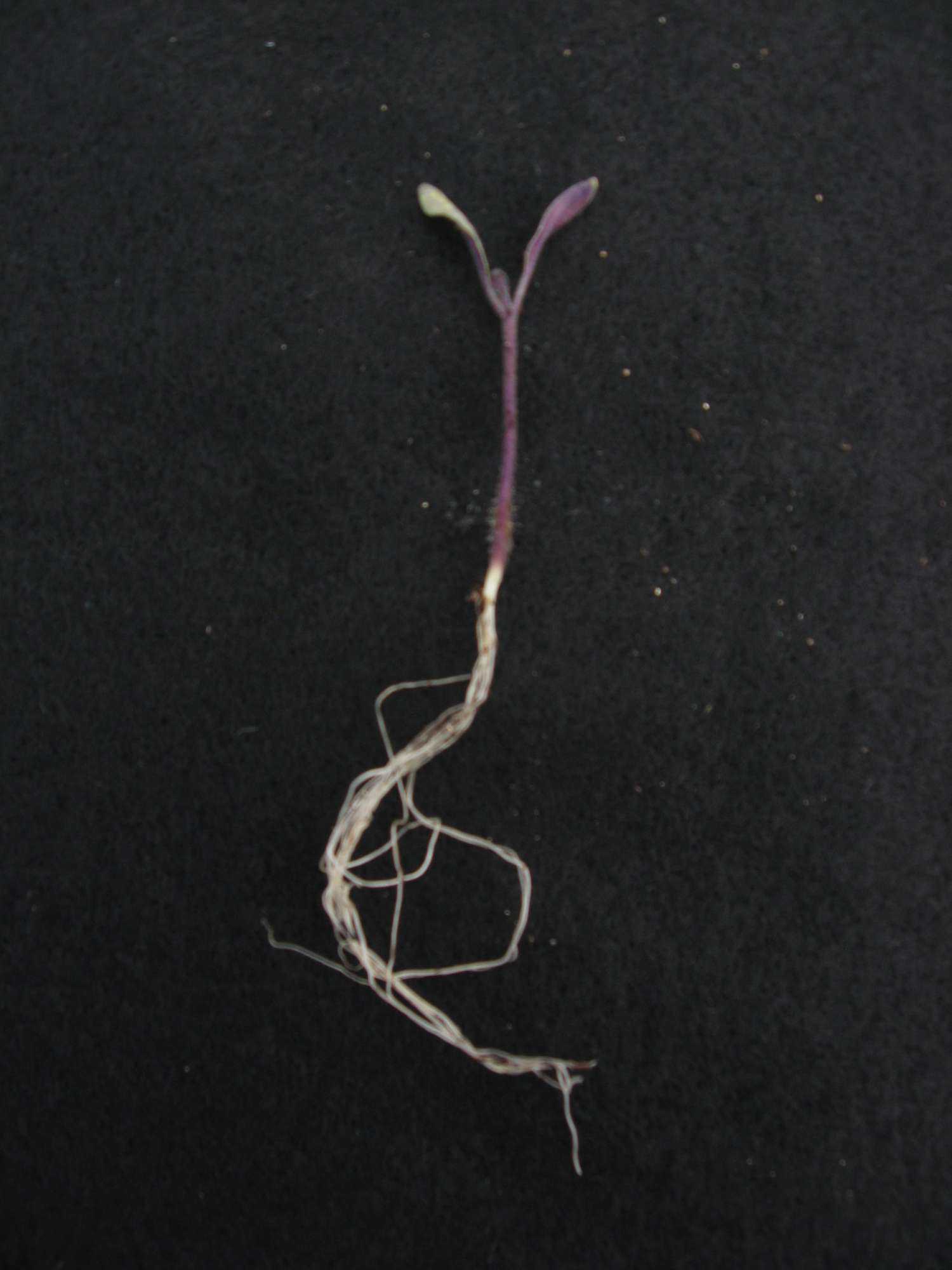 Tips to Find the Best Organic Transplant Mediums