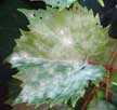 Update On Major Grape Diseases