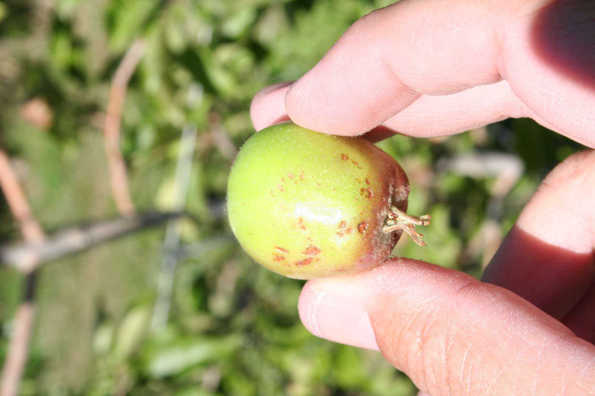 Washington Growers Pounded By Hail