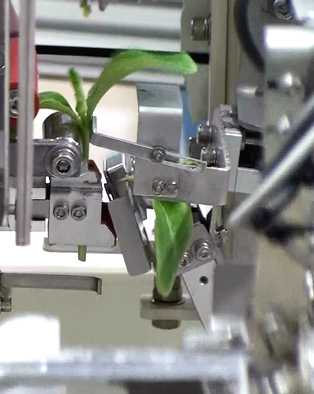 Rising Interest In Grafting