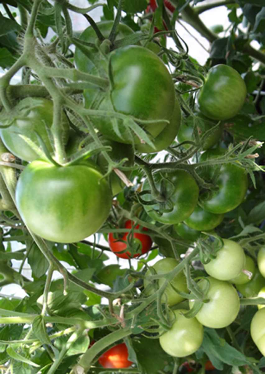 New Finding May Lead To Better-Tasting Tomatoes