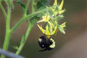 Report: Climate Change Threat To Bumblebee Populations