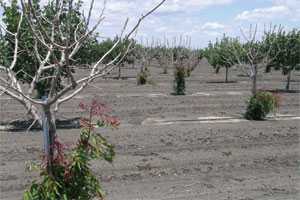 Saving Young Pistachios From Dieback