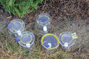 Blueberry Mistigation For SWD Control