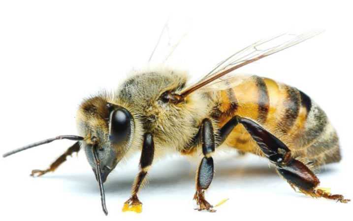 Seeking Better Pollination