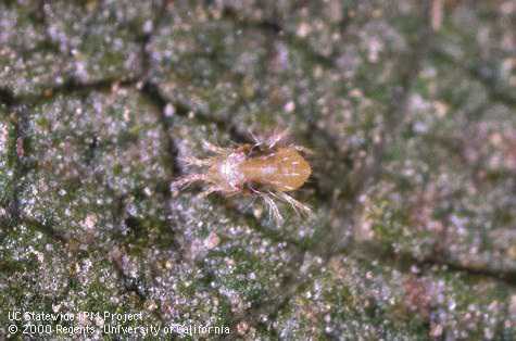 How To Control Spider Mites In Strawberries