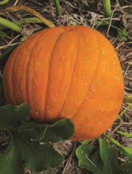 An Offensive Approach To Bacterial Diseases