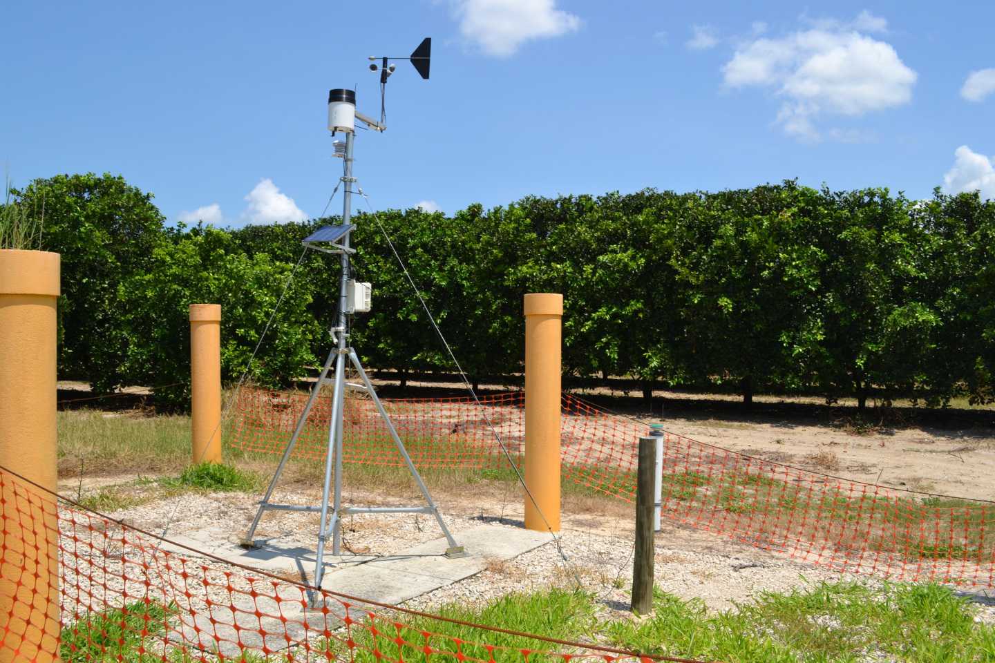 Citrus Groves Of The Future
