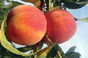 Some South Carolina Peach Growers Report Small, Later Crop