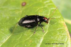 Disease Defense for Organic Blueberries