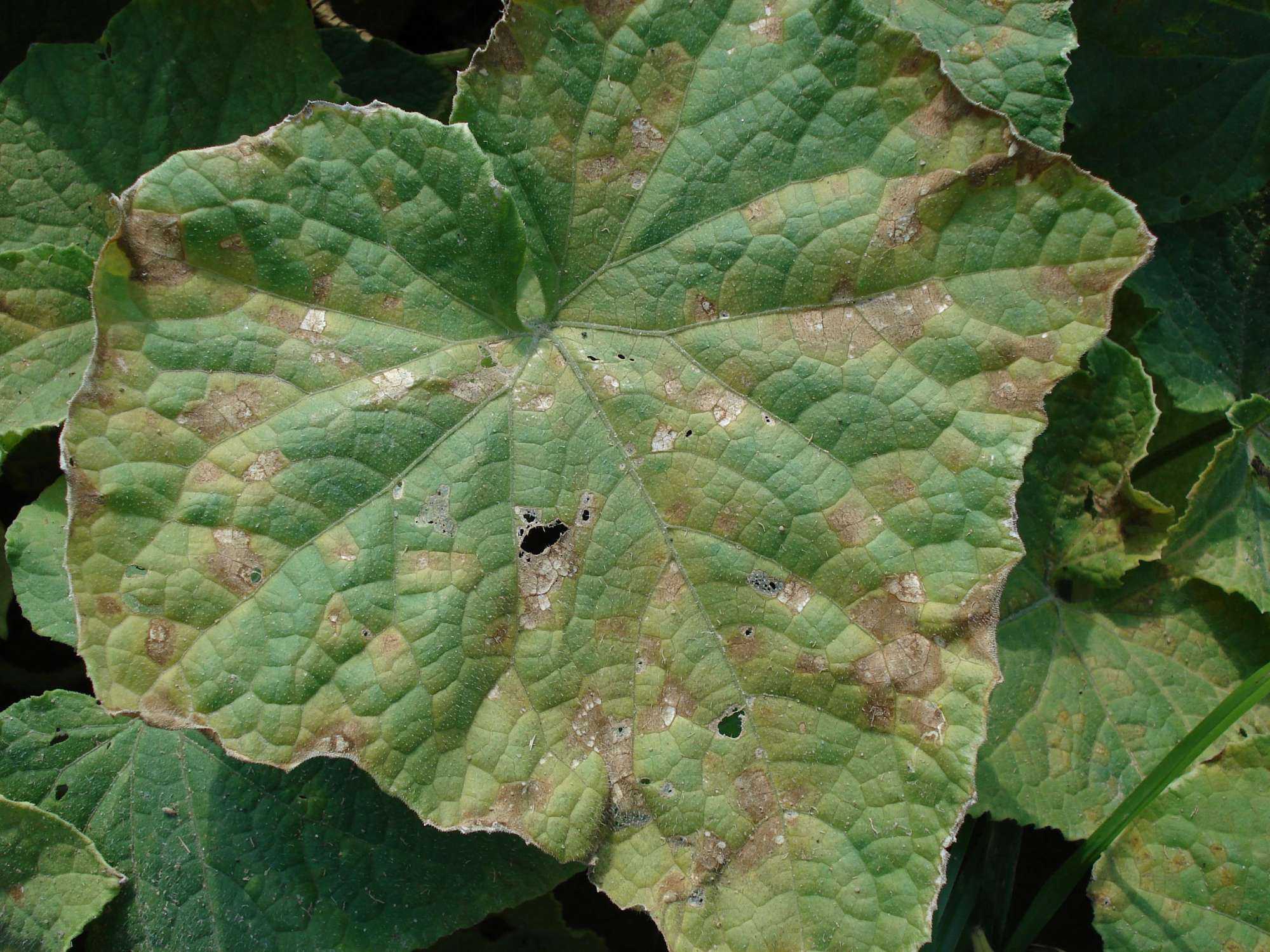 Downy Mildew Reported In Ohio Cucumber Fields