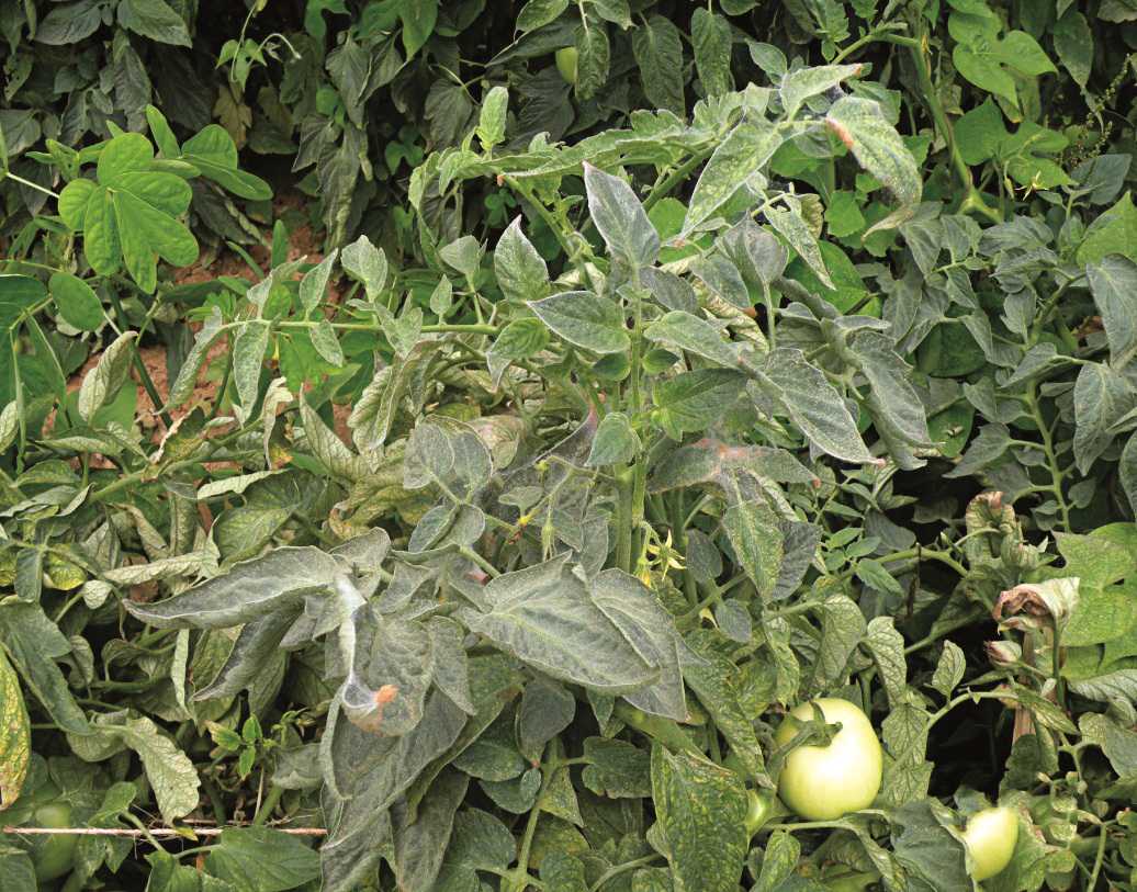 Build A Crop Protection Treatment Window For Tomatoes