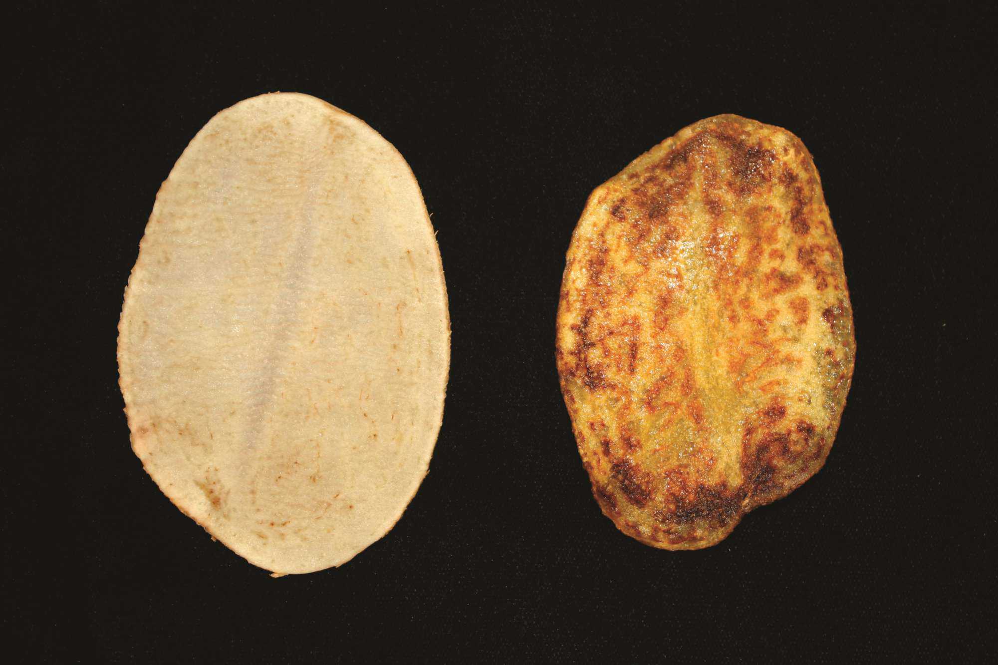 USDA Scientists Dissect Zebra Chip Pest For Control Clues
