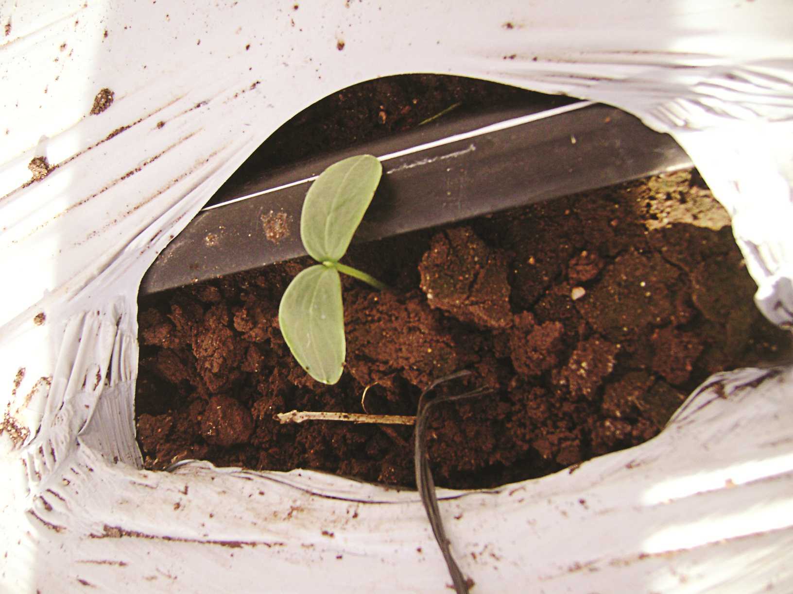 Cucumber Planting Techniques
