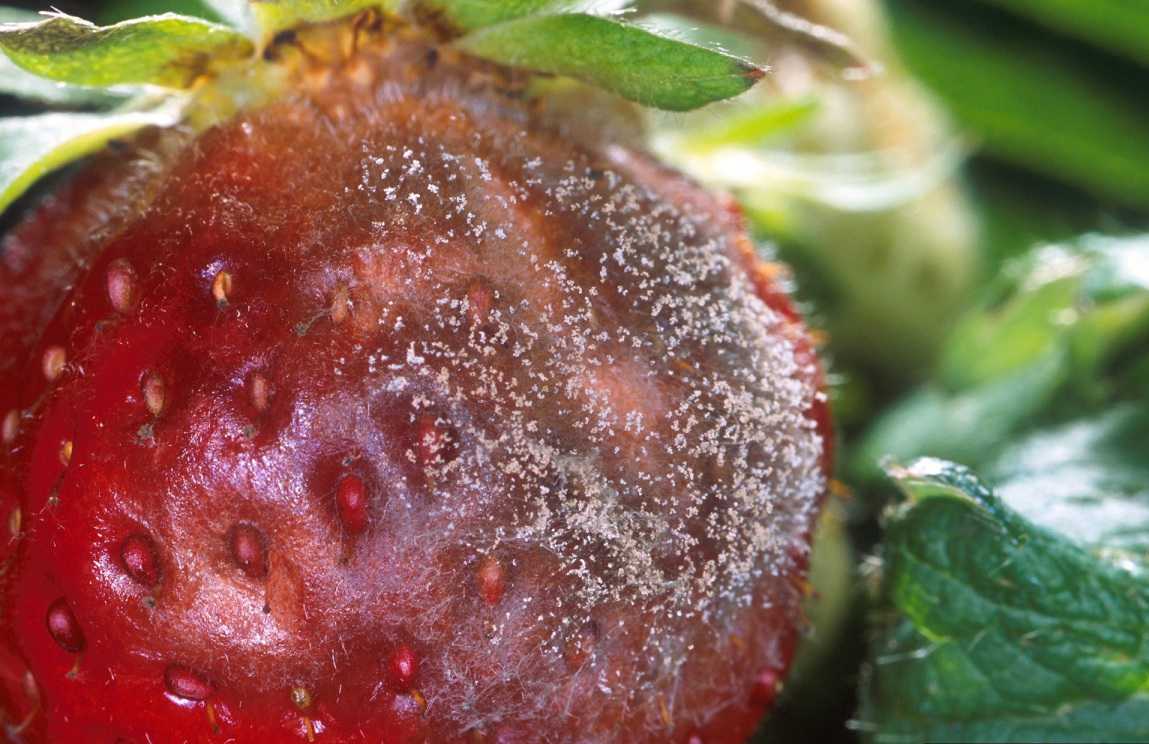 Expert Systems Provide Dividends To Strawberry Growers