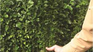 Scientists ID Citrus Cultivars Cut Out For Battle Against Greening