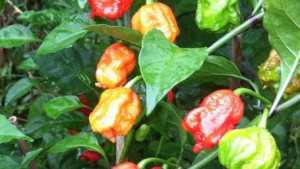 South Carolina Grower Stakes Claim To World’s Hottest Pepper