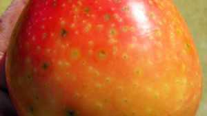 Lenticel Infections And Bitter Rot Of Apples