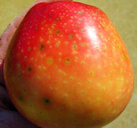 Lenticel Infections And Bitter Rot Of Apples