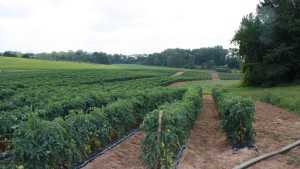 Celebrate Soil [Opinion]