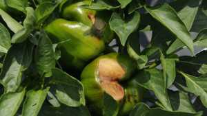 Marrone Bio Introduces Biostimulant to Reduce Sun Stress