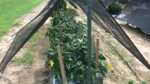 The Benefits of Shading Peppers