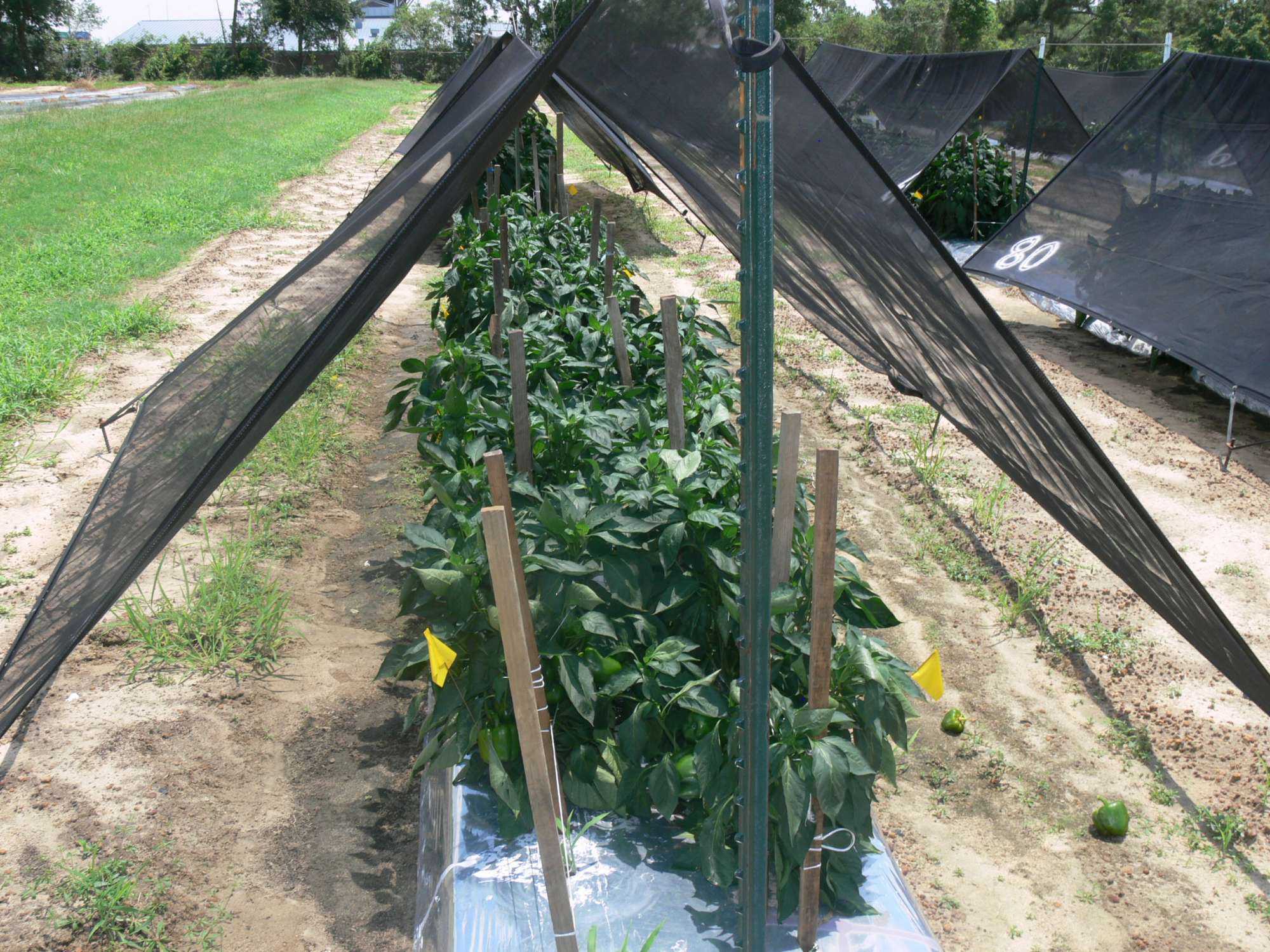 Image of Raised bed with pepper plants grown under a shade cloth
