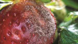 MSU Researcher Warns Against Quick Spread Of Botrytis Gray Mold In Berries