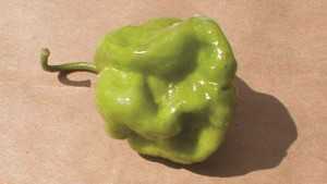 Growing Ethnic Veggies