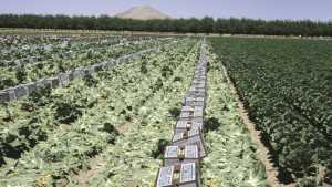 Gene Discovery May Yield Lettuce That Will Sprout In Hot Weather