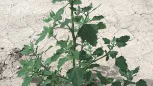 5 Weeds To Watch in Your Farm Field