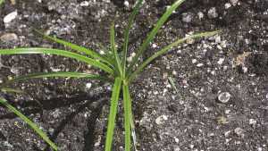 Spring Weed Management Tips For Almonds: Reduce Herbicide Resistance