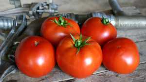 Harris Moran’s New Melon, Tomato, And Pepper Varieties