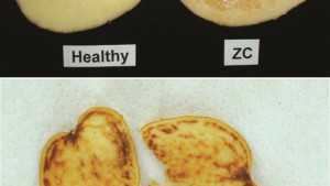 Zebra Chip Pressure This Season