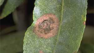 Nut Diseases To Watch