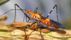 What You Should Know About the Milkweed Assassin Bug