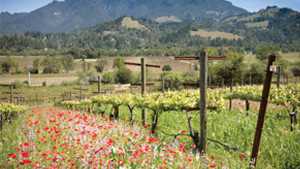 Innovation In Winegrape Irrigation