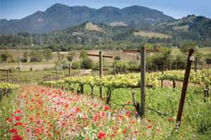 Innovation In Winegrape Irrigation