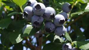 Michigan Blueberry Crop Suffers Winter Damage