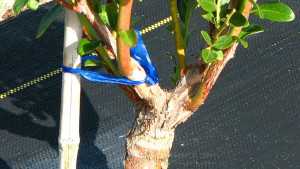 Bright Idea For Bolstering Your Blueberry Crop