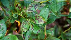 Pest And Disease Diagnosis 101 In Berries