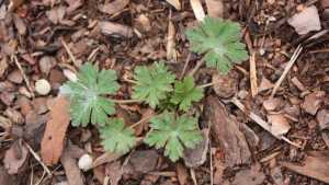 Blueberry Weeds To Beware Of