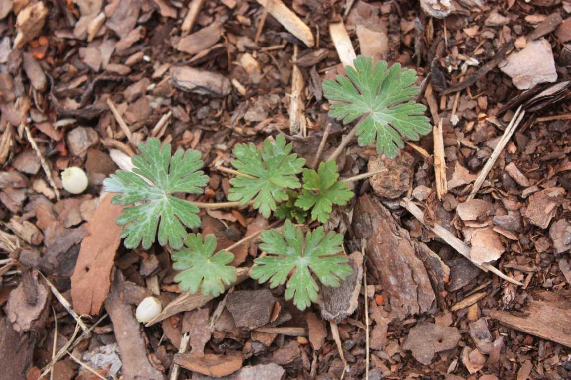 Blueberry Weeds To Beware Of