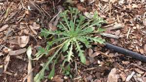 Weed Identification Guide Now Available For Growers