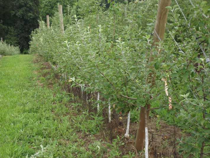 Reducing Fall Weed Pressure in Your Orchard