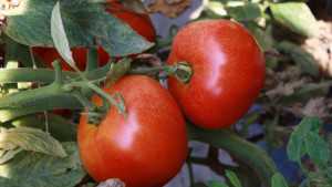 U.S., Mexico Strike Tentative Deal In Tomato Trade Tiff