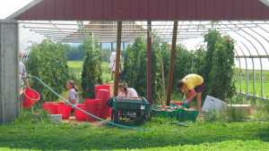 Growing Produce in High Tunnels? Have Zero Tolerance for Disease