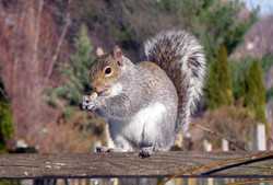 Northeast Growers Monitoring Squirrels